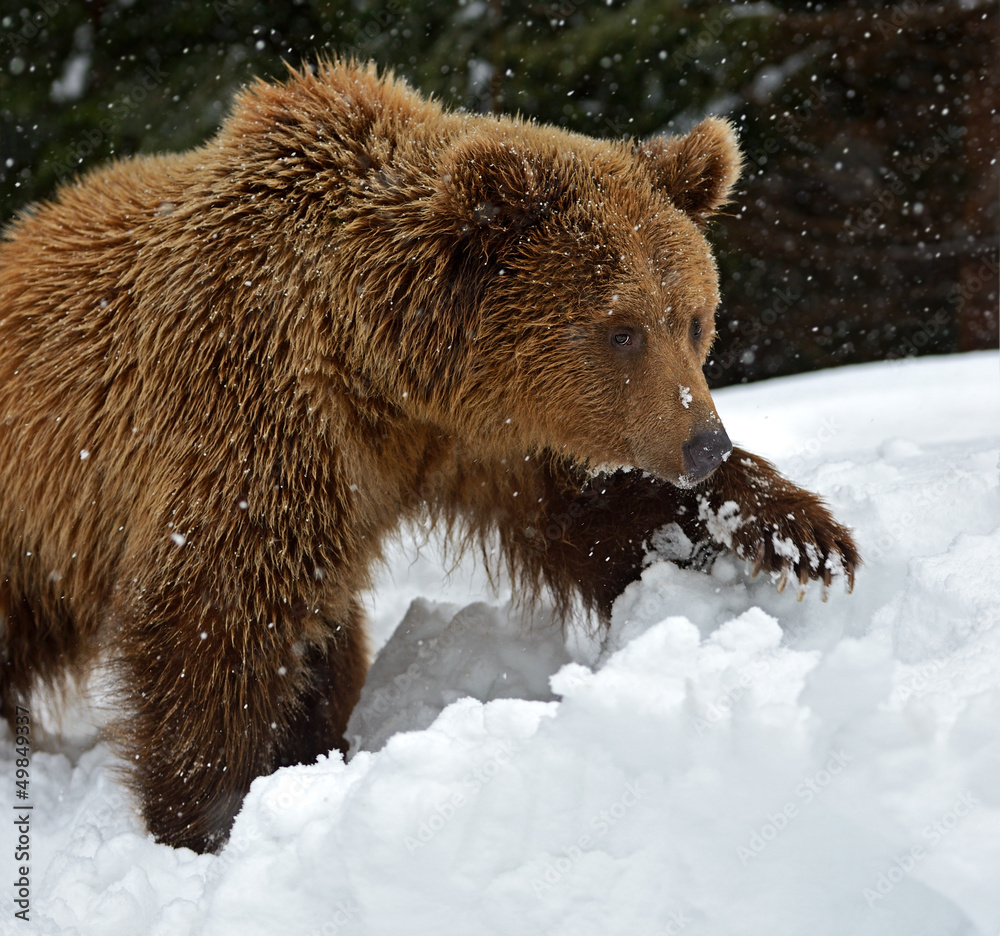 Sticker brown bear