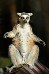 Lemur