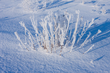 grass covered with hoarfrost in snow