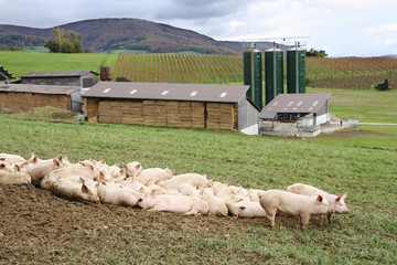 Field-grown pigs on a farm