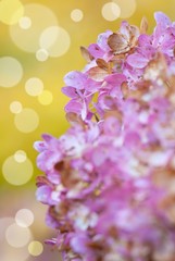 Hortensien-Stilleben (bearbeitet)