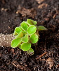 Green seedling illustrating concept of new life