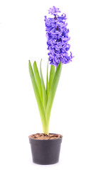 Blue hyacinth with flowerpot isolated