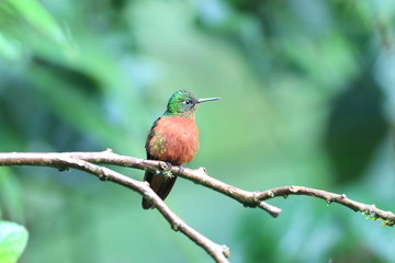 Chestnut-breasted Coronet (Boissonneaua matthewsii) in Ecuador