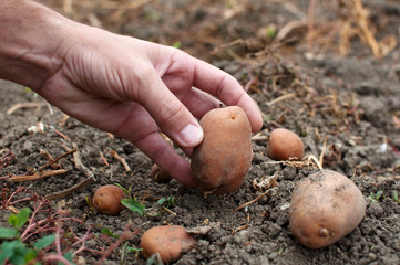 Hand picking potato