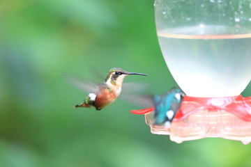 White-bellied Woodstar (Chaetocercus mulsant) in Ecuador 
