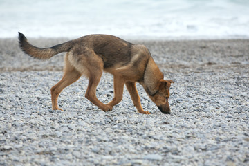 German shepherd Portrait