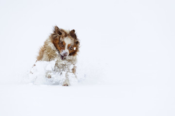 Australian Shepherd breaking in cloud of snow in winter