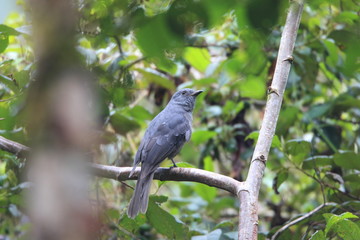 Dusky Piha (Lipaugus fuscocinereus) in Ecuador