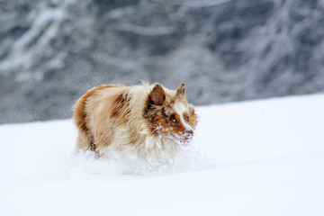 Funny looking australian shepherd during run on snow field