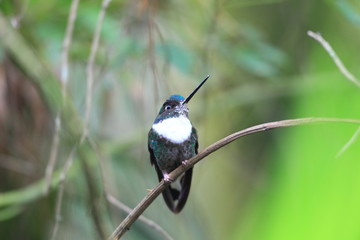 Collared Inca  Coeligena torquata  in Ecuador 