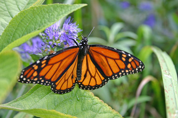 Fototapeta na wymiar Glorious Monarch Butterfly