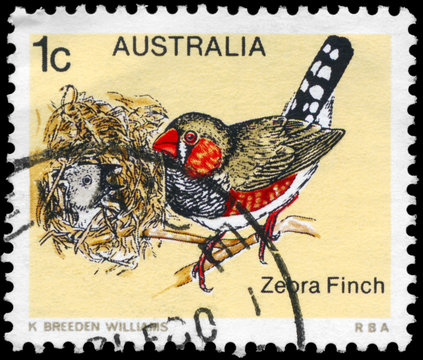 AUSTRALIA - CIRCA 1979 Zebra Finch