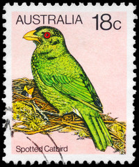 AUSTRALIA - CIRCA 1980 Spotted Catbird