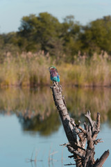 Horseshoe bend lilac-breasted roller