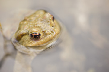 Toad in water, Bufo bufo