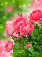 beautiful pink flowers over blurred background