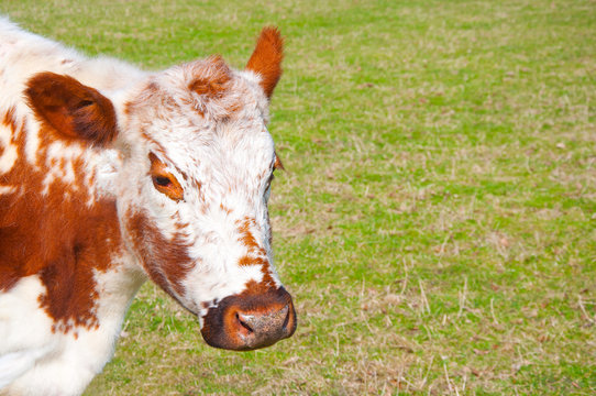 Irish Moiled Cow