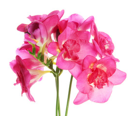 Fototapeta premium Beautiful bouquet of freesias, isolated on white