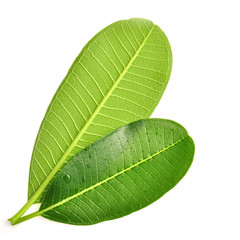 frangipani leaf