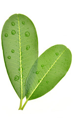 frangipani leaf