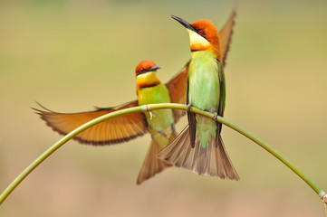 Bee eater Bird