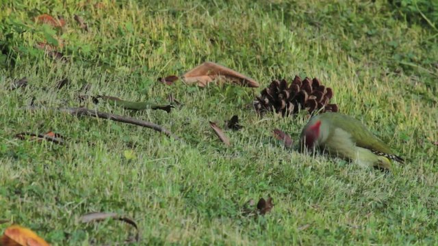 Pito real (Picus viridis) aliment&aacute;ndose de hormigas