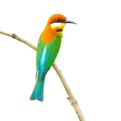 Fototapeta premium Bee eater Bird