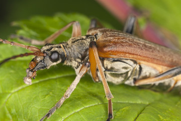 Variable longhorn beetle (Stenocorus meridianus) Macro photo