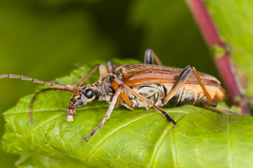 Variable longhorn beetle (Stenocorus meridianus) Macro photo