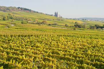 Fototapeta na wymiar widok na winnice w Frankfurcie jesienią