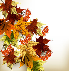Autumn background with  colorful maple leafs