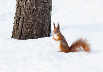 Red squirrel on the snow