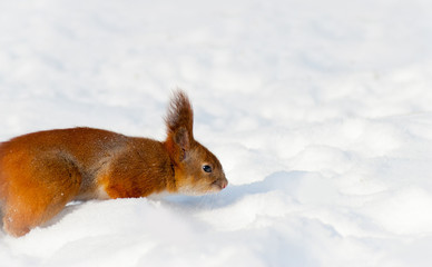 Red squirrel on the snow