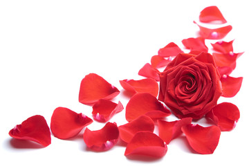 Obraz na płótnie Canvas red rose petals isolated