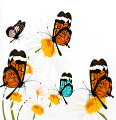 Background with vector butterflies and chamomiles