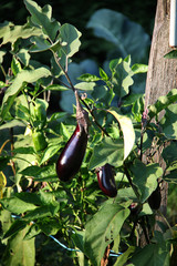 Aubergine