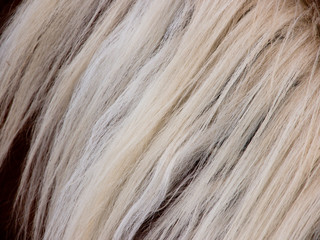 Pferde Detail 80, Fell und Mähne