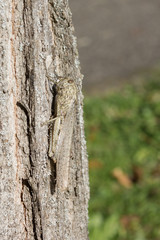 Camouflaged locust rests on a tree trunk.