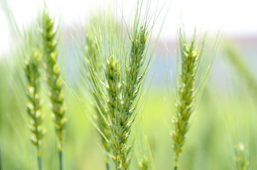 Fototapeta premium Barley field