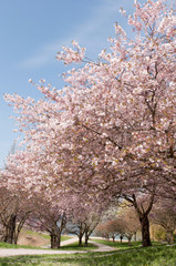 Naklejka premium kirschbaum