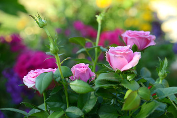 Garten 34
