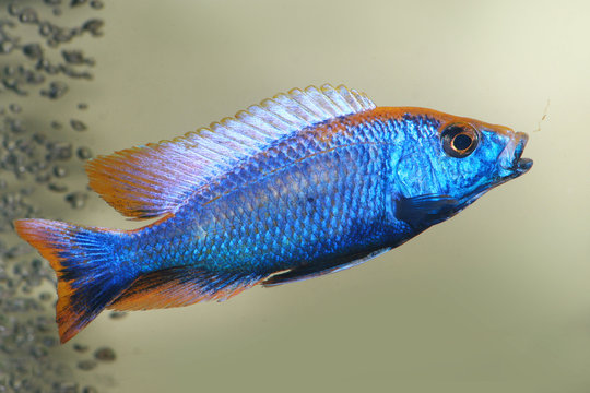 Otopharynx hybrid sulphurhead