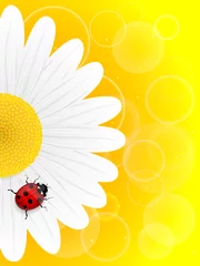 Foto op Plexiglas Kamille bloem en lieveheersbeestje op gele achtergrond. © dimkasl