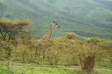 Giraffe showing tongue