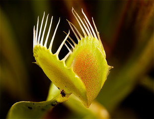Venus fly trap © pelooyen