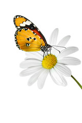Schmetterling 46