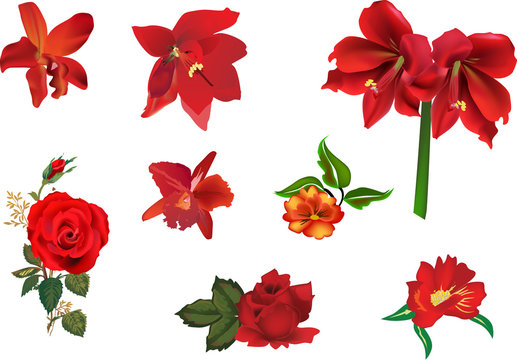 collection of eight red flowers isolated on white