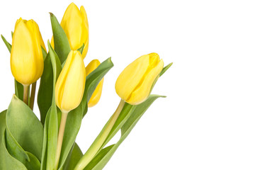 Fototapeta premium Bouquet of tulips
