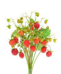 wild strawberry isolated on white background